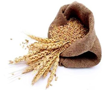 wheat